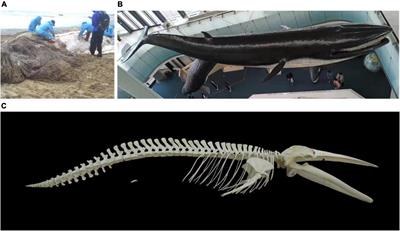 DNA Barcoding Technology Used to Successfully Sub-Classify a Museum Whale Specimen as Balaenoptera edeni edeni